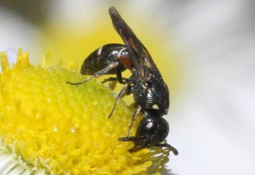 Réf. 216 687 : Microdynerus timidus